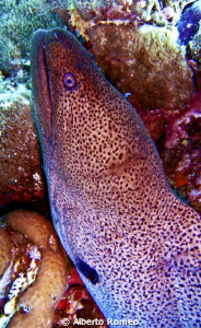 Portrait of a Giant Moray Gymnothorax javanicus by Alberto Romeo 